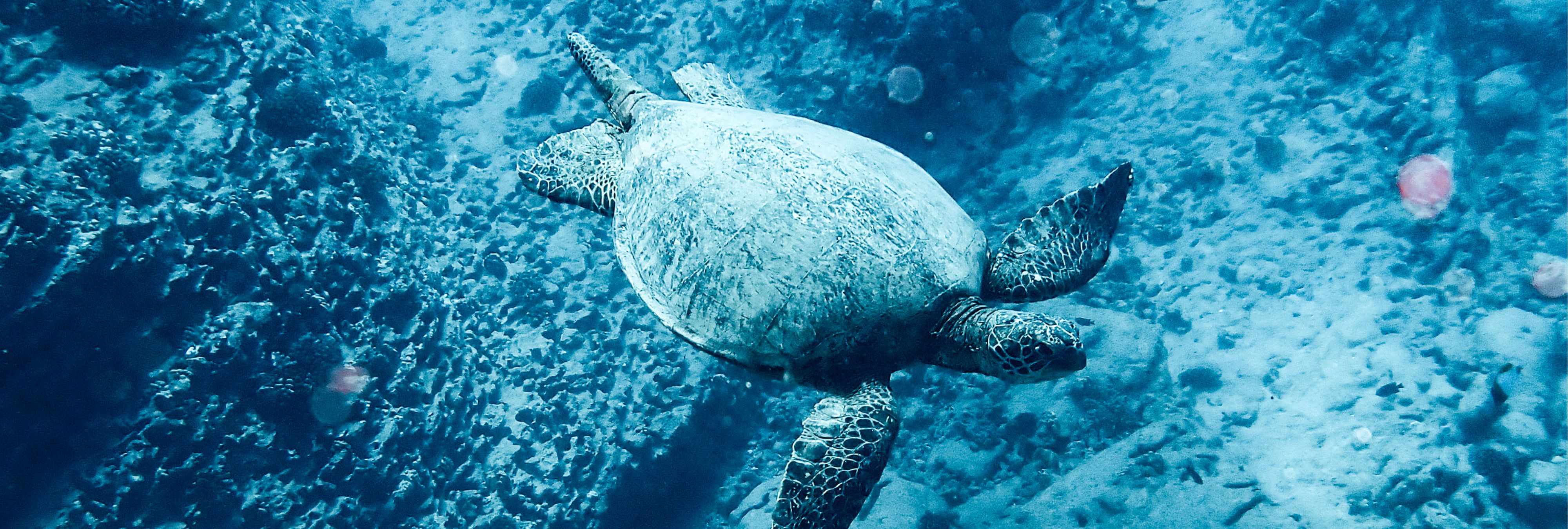 Fun Dive Dive Site China Wall