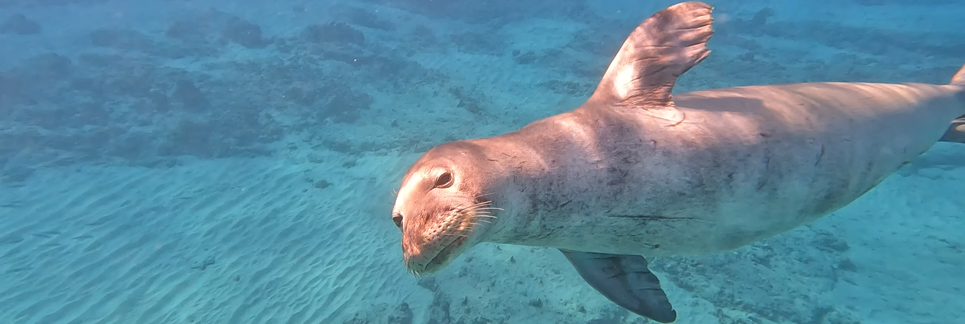 Fun Dive Dive Site Electric Beach