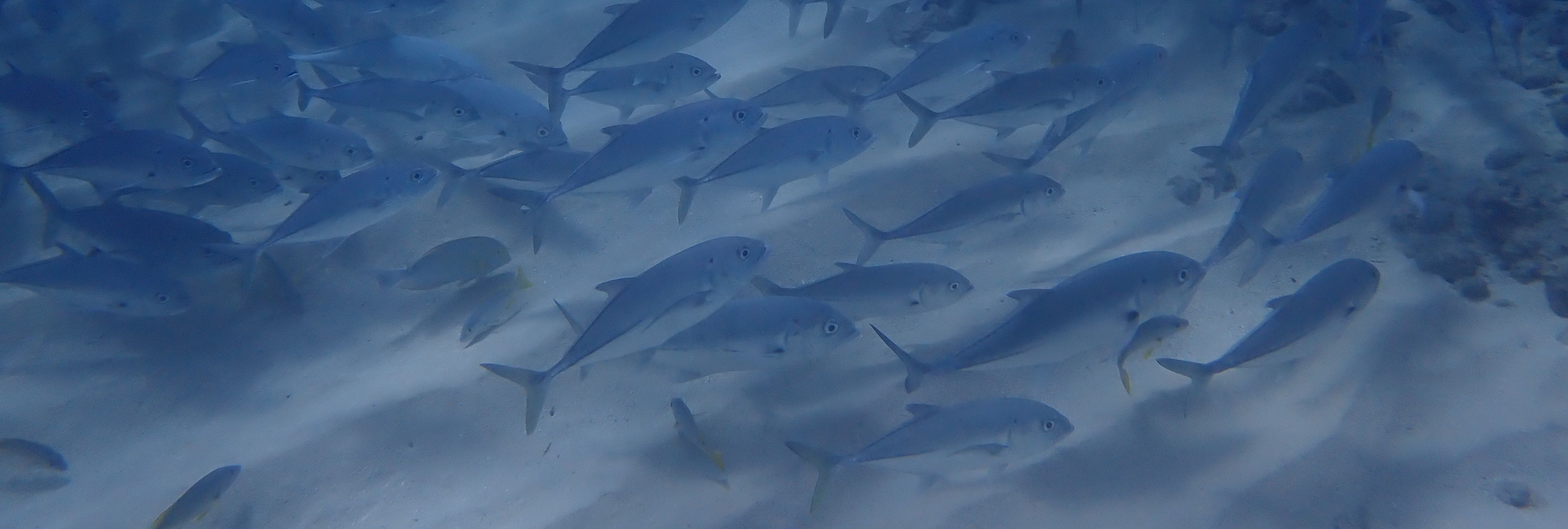 Freediving Schedule Image