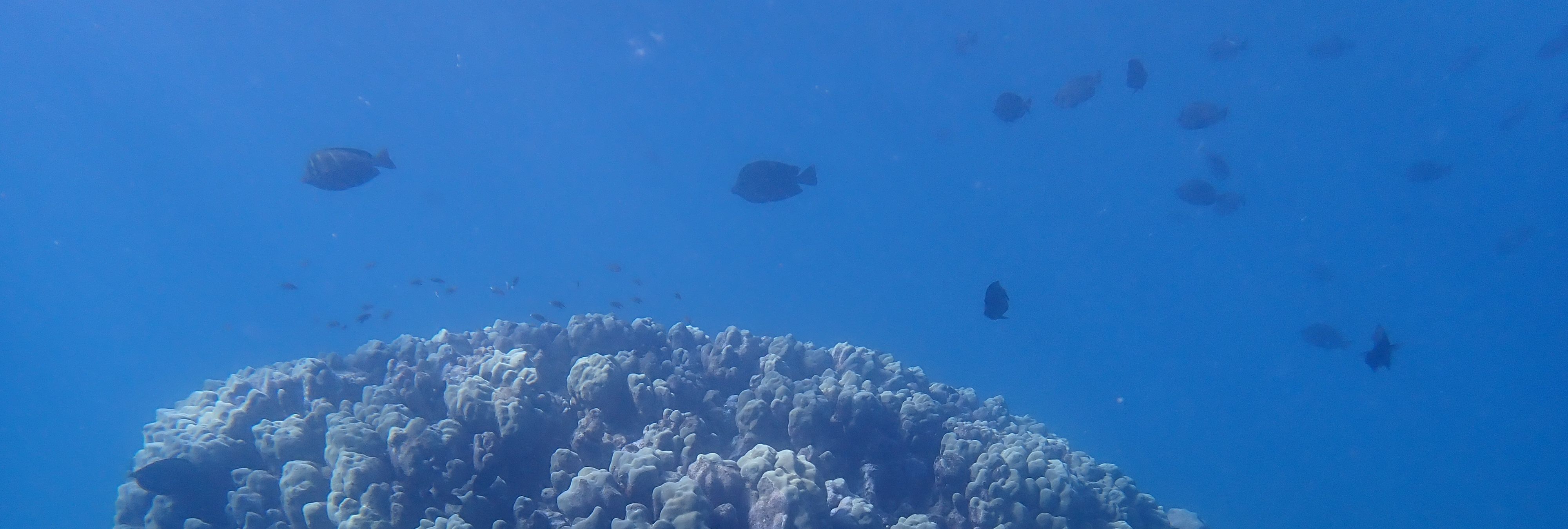 Fun Dive Dive Site Makaha Beach