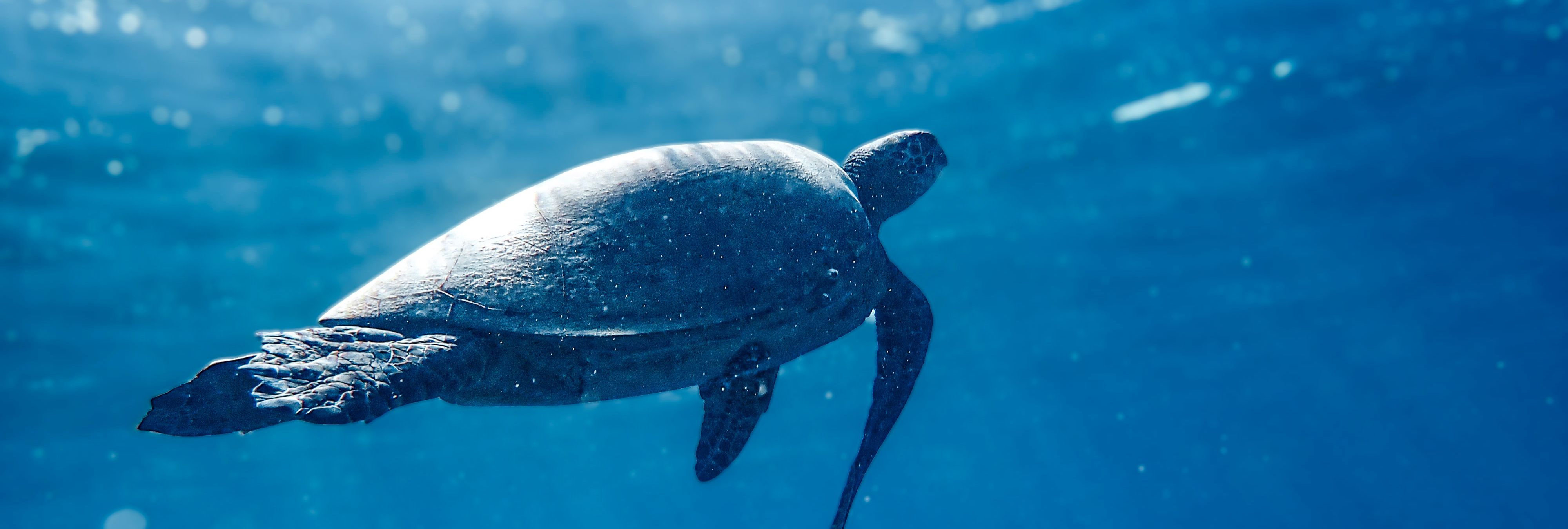 Fundive Excursion Image