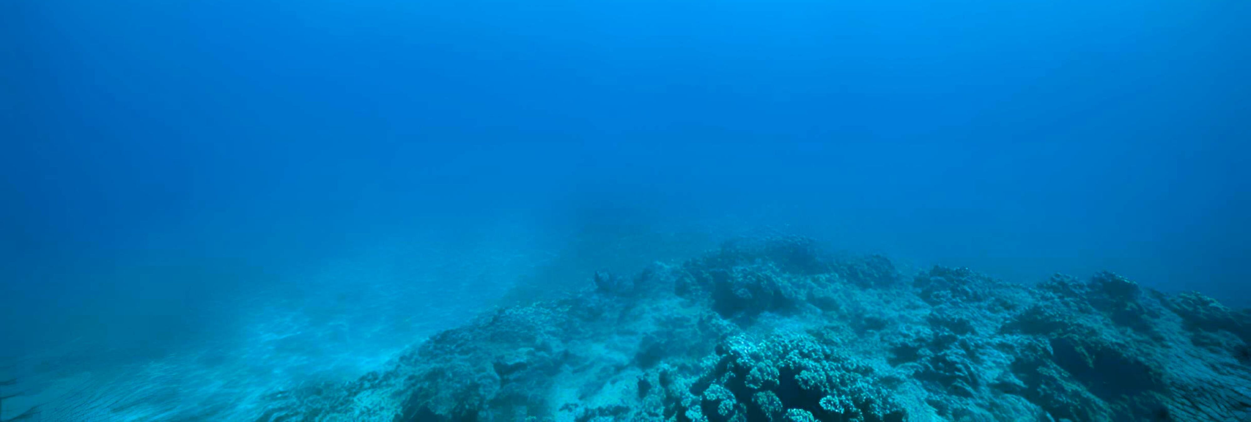 Fun Dive Dive Site Shark's Cove
